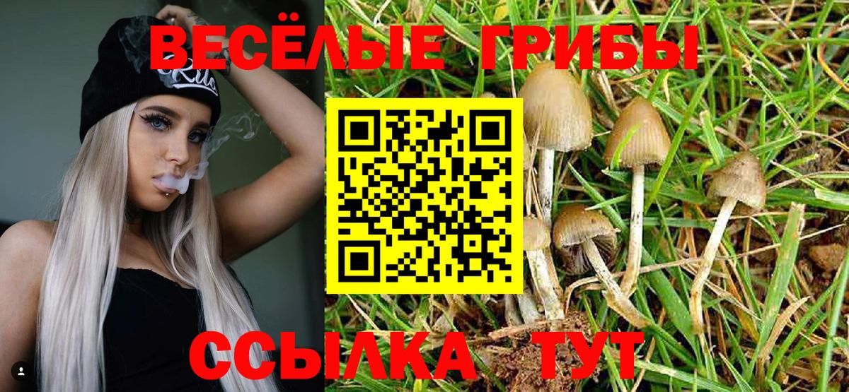Псилоцибиновые грибы Psilocybine cubensis Вязьма